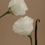 Two white roses on a brown background