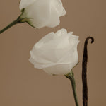 Two white roses on a brown background